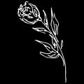Abstract hand drawn rose flower isolated on black background. Rose flower vector outline icon. Line art. Close up Royalty Free Stock Photo