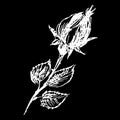 Abstract hand drawn rose flower isolated on black background. Rose flower vector outline icon. Line art. Outline logotype. Close Royalty Free Stock Photo