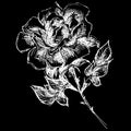 Abstract hand drawn rose flower isolated on black background. Rose flower vector outline icon. Line art. Close up Royalty Free Stock Photo