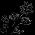 Abstract hand drawn set of lotus flowers isolated on black background. Vector illustration. Outline lotus elements collection Royalty Free Stock Photo