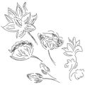 Abstract hand drawn set of lotus flowers isolated on white background. Vector illustration. Outline lotus elements collection Royalty Free Stock Photo