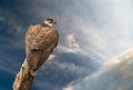 Abstract hawk eagle under sky Royalty Free Stock Photo