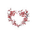 Abstract heart frame of cherry branch blossom isolated on white background. Sakura blooming - cherry tree japanese Royalty Free Stock Photo