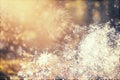 Abstract holiady background with fireworks Royalty Free Stock Photo