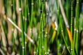 Abstract Horsetail wintering Royalty Free Stock Photo