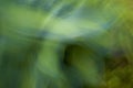 Abstract green  hosta leaves flowers in a dreamlike colorful impressionist photo Royalty Free Stock Photo