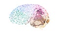 Abstract Human Brain with Distinct Lobes and Connections, vector design Generative AI Royalty Free Stock Photo