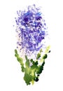 Abstract hyacinth flower