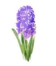 Abstract hyacinth flower