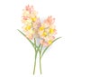 Abstract Hyacinthus flowers on pastel background for background