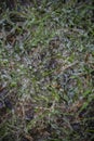 Abstract ice background theme. Green grass and soil are covered with a layer of ice. The concept of adverse weather in winter. Ice Royalty Free Stock Photo