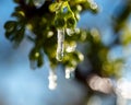 abstract ice, water and plant fragments, cold frosty morning in spring, flower fragments, selective focus Royalty Free Stock Photo