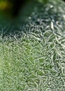 abstract ice, water and plant fragments, cold frosty morning in spring, flower fragments, selective focus Royalty Free Stock Photo
