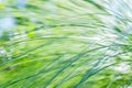 Abstract ICM background of long green grass swaying in the wind Royalty Free Stock Photo