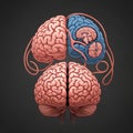 Sections. The image contrasts internal and external brain anatomy Royalty Free Stock Photo