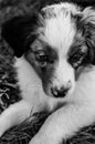 Young sleeping lying cupid dog Black and white Royalty Free Stock Photo