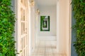 Abstract image Architecture of tunnel of white wall covered with green ivy.