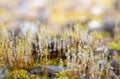 Abstract image and closeup of fresh moss covered with water droplets and small bubbles. The sun is shining. The background Royalty Free Stock Photo