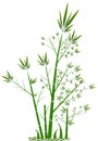 Abstract image. 1 clump of bamboo, cartoon image, in white background