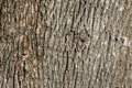 Old Rough Tree Bark Texture