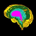 Abstract image of the development of the human brain from the embryo to adulthood.