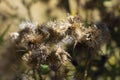 Dried Bull Thistle Seeds Close Up Royalty Free Stock Photo