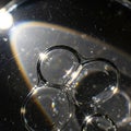 Abstract image featuring transparent soap bubbles against a dark background. Light reflects and Royalty Free Stock Photo