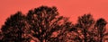 Abstract image of fine leafless branches on black trees against a red-hot background