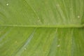 Abstract image of fresh Green Palm leaves Royalty Free Stock Photo