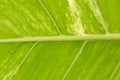 Abstract image of fresh Green Palm leaves Royalty Free Stock Photo