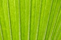 Abstract image of fresh Green Palm leaves Royalty Free Stock Photo