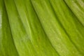 Abstract image of fresh Green Palm leaves Royalty Free Stock Photo