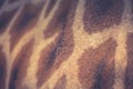 Abstract image of Giraffe Skin Royalty Free Stock Photo