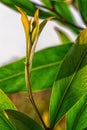 Abstract image of green leaves