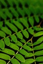 Abstract image of Green leaves with pattern Royalty Free Stock Photo