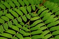 Abstract image of Green leaves with pattern Royalty Free Stock Photo