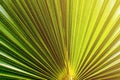 Abstract image of Green Palm leaves in nature. Royalty Free Stock Photo