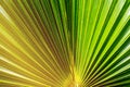 Abstract image of Green Palm leaves in nature. Royalty Free Stock Photo