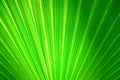 Abstract image of Green Palm leaves in nature background Royalty Free Stock Photo