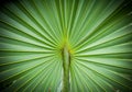 Abstract image of Green Palm leaves in nature Royalty Free Stock Photo