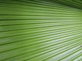 Abstract image of Green Palm leaves in nature,beautiful palm lea Royalty Free Stock Photo