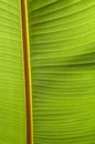 Abstract image of Green Palm leaves in nature Royalty Free Stock Photo