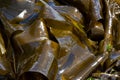 Large Greenish-Brown Sea Kelp Background Royalty Free Stock Photo