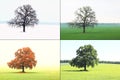 Abstract image of lonely tree in winter without leaves on snow, in spring without leaves on grass, in summer on grass with green f Royalty Free Stock Photo