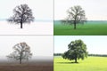 Abstract image of lonely tree in winter without leaves on snow, in spring without leaves on grass, in summer on grass with green f Royalty Free Stock Photo