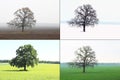 Abstract image of lonely tree in winter without leaves on snow, in spring without leaves on grass, in summer with green f Royalty Free Stock Photo