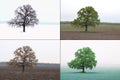 Abstract image of lonely tree in winter without leaves on snow, tree in spring on grass, tree in summer on grass with green foliag