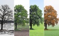 Abstract image of lonely tree in winter on snow, tree in spring on grass, tree in summer on grass with green foliag