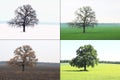 Abstract image of lonely tree in winter without leaves on snow, tree in spring on grass, tree in summer on grass with green foliag Royalty Free Stock Photo