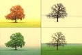 Abstract image of lonely tree in winter tree in spring on grass, tree in summer on grass with green foliag